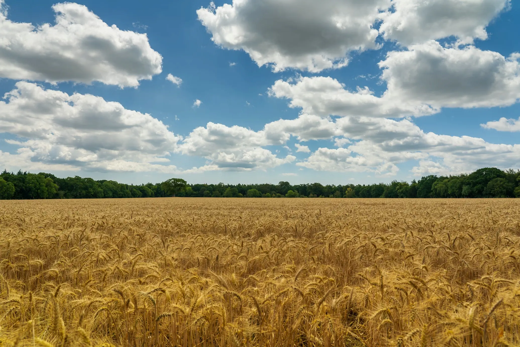 The Heritage Grain Revolution in NSW